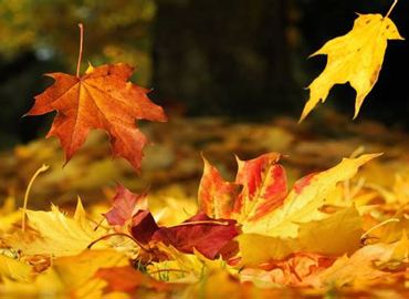 autumn.jpeg